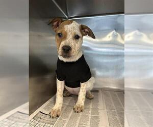Mutt Dogs for adoption in San Antonio, TX, USA