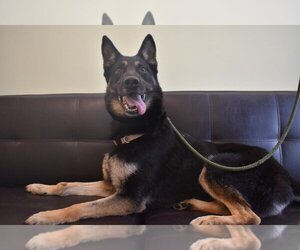 German Shepherd Dog Dogs for adoption in Chestertown, MD, USA