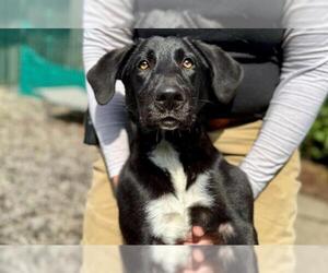 Labrador Retriever-Unknown Mix Dogs for adoption in Santa Rosa, CA, USA