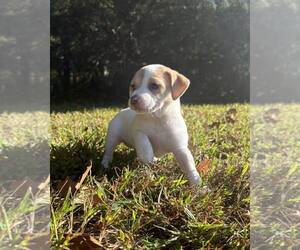 Feist Terrier-Unknown Mix Dogs for adoption in Raleigh, NC, USA
