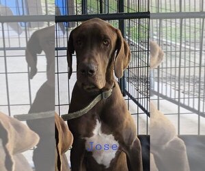 Great Dane Dogs for adoption in Palm Beach, FL, USA