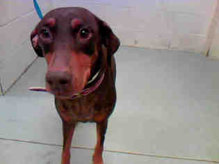 Doberman Pinscher Dogs for adoption in Conroe, TX, USA