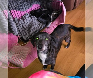 Dachshund-Plott Hound Mix Dogs for adoption in Aurora, IN, USA