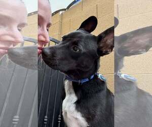 Australian Kelpie-Unknown Mix Dogs for adoption in Cave Creek, AZ, USA