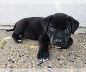Labrador Retriever-Unknown Mix Dogs for adoption in Mission Viejo, CA, USA