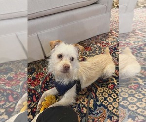 Maltese-Unknown Mix Dogs for adoption in Holly Springs, NC, USA