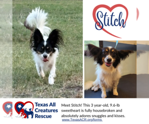 Papillon-Unknown Mix Dogs for adoption in Lillian, TX, USA
