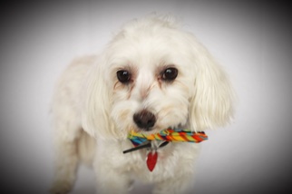 Maltese Dogs for adoption in Carrollton, TX, USA