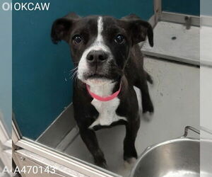 American Pit Bull Terrier Dogs for adoption in Oklahoma City, OK, USA