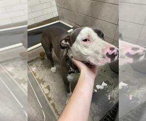 American Pit Bull Terrier-Unknown Mix Dogs for adoption in Stockton, CA, USA