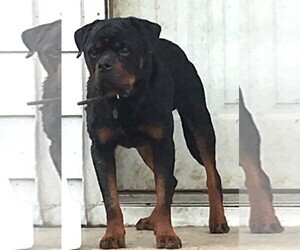 Medium Photo #1 Rottweiler Puppy For Sale in Wheaton, IL, USA