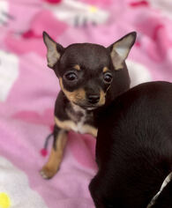 Medium Photo #1 Chihuahua Puppy For Sale in Longview, TX, USA