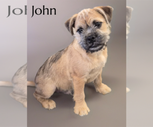 Pug-Unknown Mix Dogs for adoption in Phelan, CA, USA