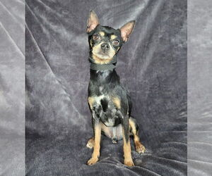 Chihuahua-Unknown Mix Dogs for adoption in Albuquerque, NM, USA
