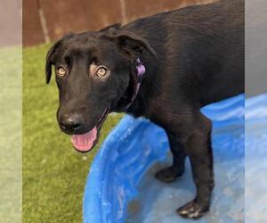 Labrador Retriever-Unknown Mix Dogs for adoption in San Diego, CA, USA