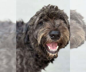 Goldendoodle Dogs for adoption in Shreveport, LA, USA
