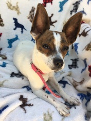 Rat Terrier Dogs for adoption in Menifee, CA, USA