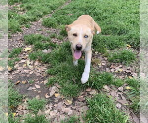 Labrador Retriever-Unknown Mix Dogs for adoption in The Woodlands, TX, USA