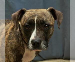 Beagle-Unknown Mix Dogs for adoption in Sanford, FL, USA