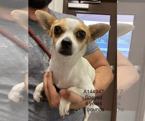 Chihuahua-Unknown Mix Dogs for adoption in Calgary, Alberta, Canada