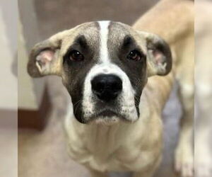 Mastador Dogs for adoption in Canton, CT, USA