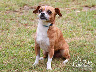 Puggle Dogs for adoption in Irvine, CA, USA