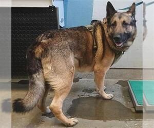 German Shepherd Dog Dogs for adoption in Camarillo, CA, USA