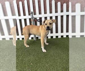 Bulldog-Unknown Mix Dogs for adoption in Modesto, CA, USA