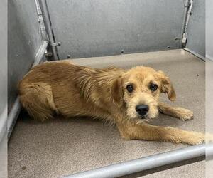 Cairn Terrier-Unknown Mix Dogs for adoption in HESPERIA, CA, USA