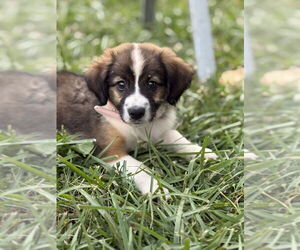 Australian Shepherd-Dachshund Mix Dogs for adoption in Portland, IN, USA