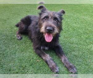 Airedale Terrier Dogs for adoption in Orange, CA, USA