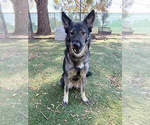 German Shepherd Dog Dogs for adoption in Fremont, CA, USA