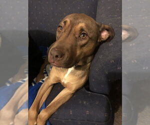 Boxer-Unknown Mix Dogs for adoption in Evansville, IN, USA