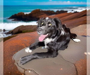 Border Collie-Unknown Mix Dogs for adoption in Aurora, IN, USA