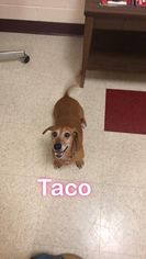 Dachshund Dogs for adoption in Waynesboro, PA, USA