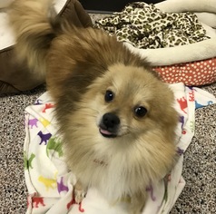 Pomeranian Dogs for adoption in Holden, MO, USA