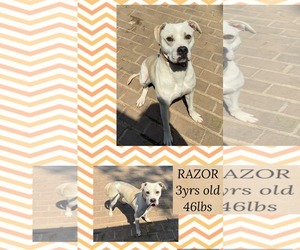Mutt Dogs for adoption in Woodbury, NY, USA
