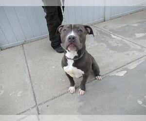 American Pit Bull Terrier Dogs for adoption in Louisville, KY, USA