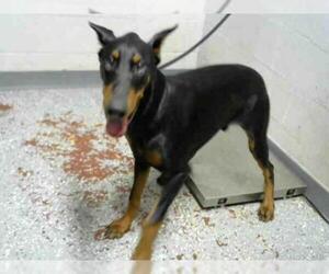 Doberman Pinscher Dogs for adoption in Atlanta, GA, USA