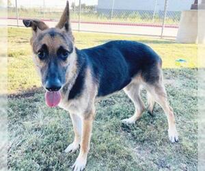 German Shepherd Dog-Unknown Mix Dogs for adoption in Irving, TX, USA