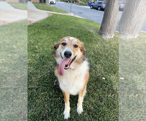 Australian Shepherd Dogs for adoption in Dana Point, CA, USA