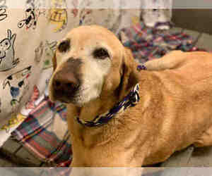 Labrador Retriever Dogs for adoption in Forestville, MD, USA