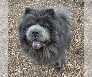 Chow Chow Dogs for adoption in Waterford, VA, USA