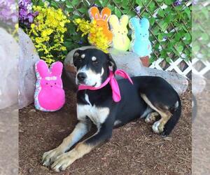 Mutt Dogs for adoption in Oklahoma City, OK, USA