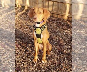 Unknown-Vizsla Mix Dogs for adoption in Cary, NC, USA