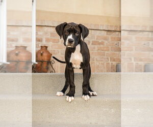 Boxer-Unknown Mix Dogs for adoption in MIDWAY, UT, USA
