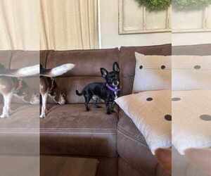Rat-Cha Dogs for adoption in Princeton, MN, USA