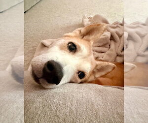 Shiba Inu-Unknown Mix Dogs for adoption in Andover, MN, USA