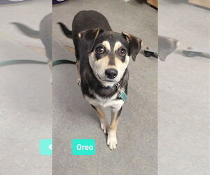 Medium Photo #2 Siberian Husky-Unknown Mix Puppy For Sale in Richmond, IN, USA