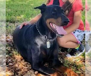 Doberman Pinscher Dogs for adoption in Oakland Park, FL, USA